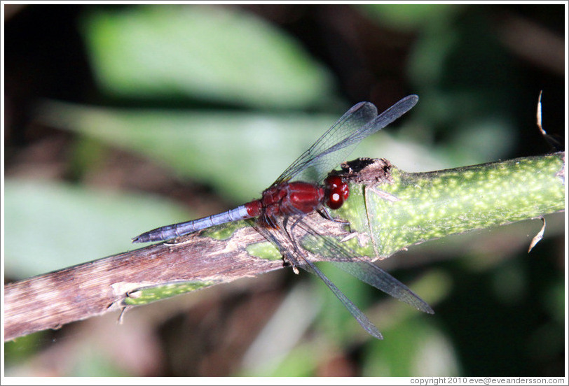 Red dragonfly, Sendero Macuco.