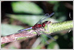 Red dragonfly, Sendero Macuco.