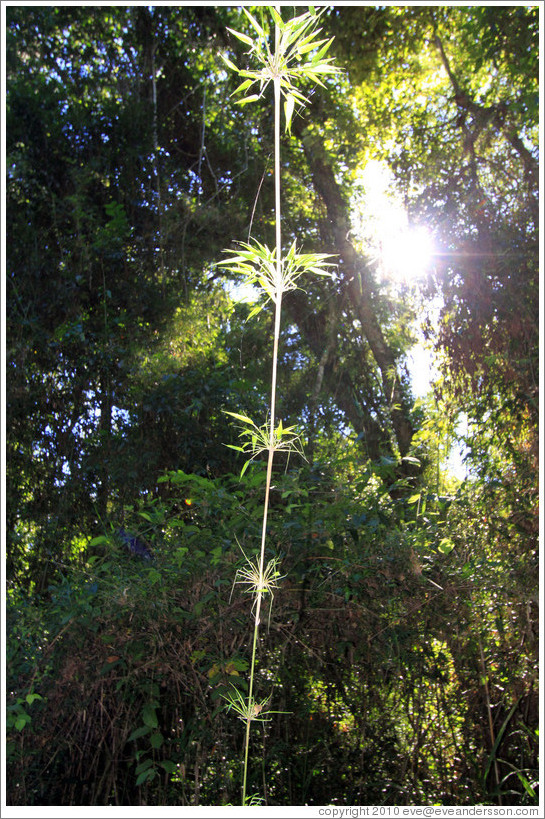 Hanging plant, Sendero Macuco.