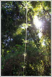 Hanging plant, Sendero Macuco.
