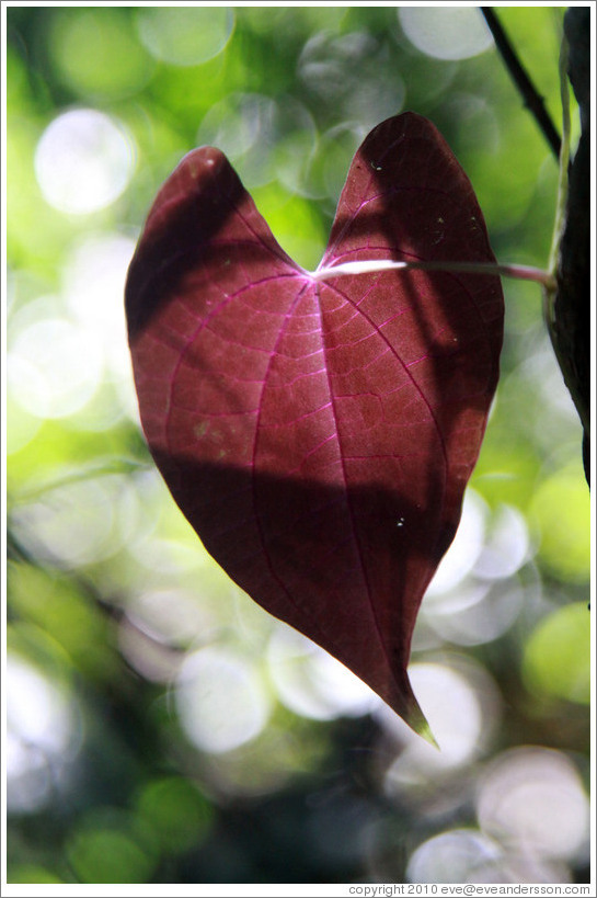 Red, heart-shaped leaf, Sendero Macuco.