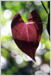 Red, heart-shaped leaf, Sendero Macuco.
