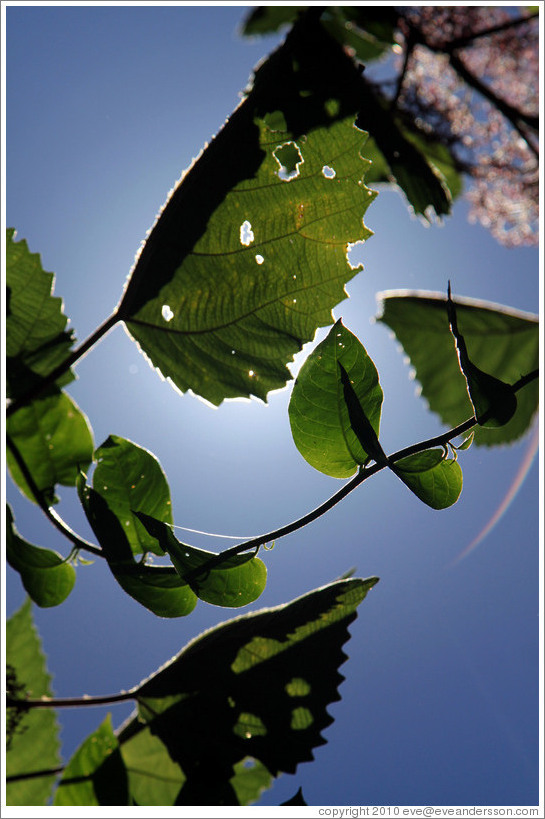 Leaves with the sun behind, Sendero Macuco.