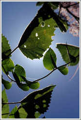 Leaves with the sun behind, Sendero Macuco.