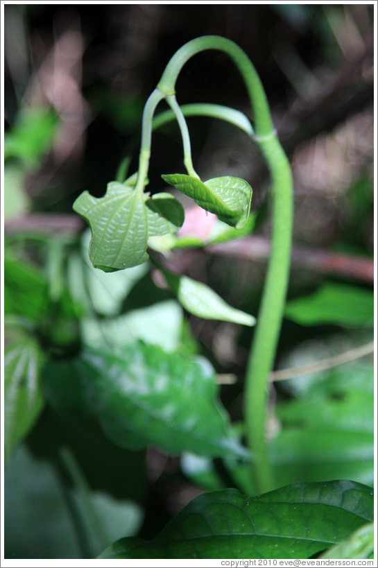 Leaves on curved stem, Sendero Macuco.