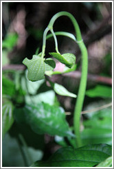 Leaves on curved stem, Sendero Macuco.