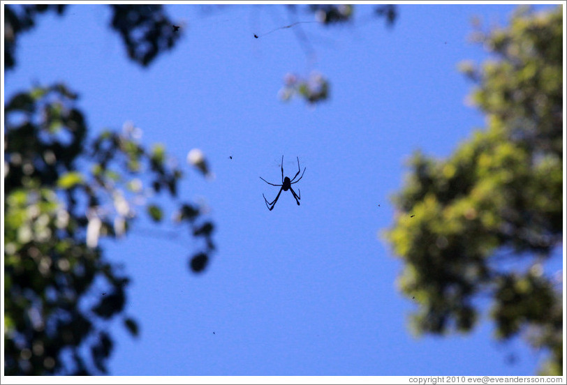 Large spider hanging above the trail, Sendero Macuco.