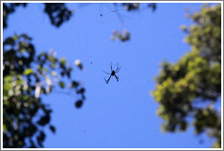 Large spider hanging above the trail, Sendero Macuco.