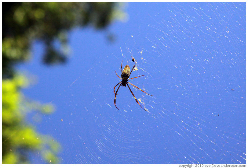 Large spider hanging above the trail, Sendero Macuco.