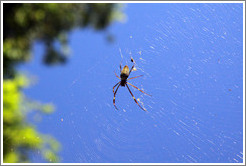 Large spider hanging above the trail, Sendero Macuco.