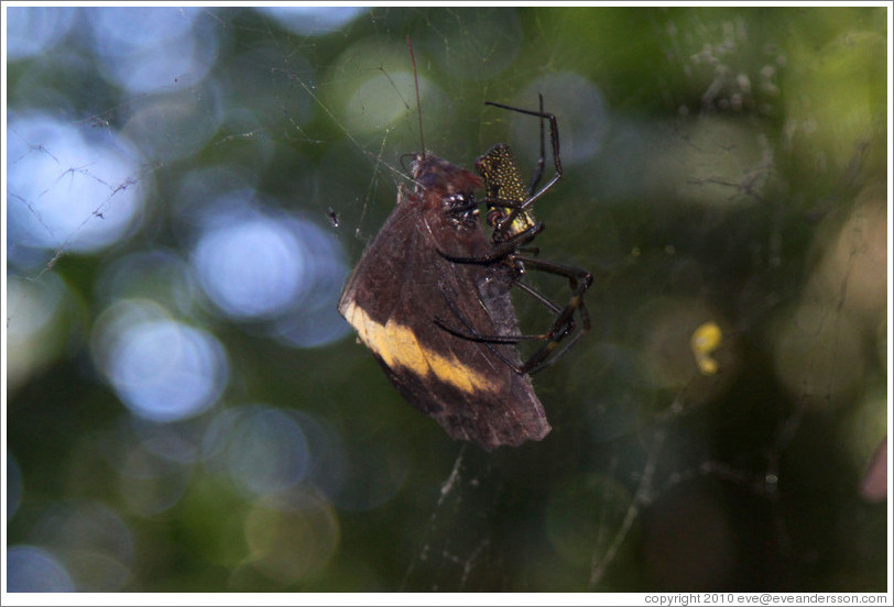 Large spider and his prey hanging above the trail, Sendero Macuco.