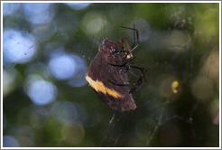 Large spider and his prey hanging above the trail, Sendero Macuco.