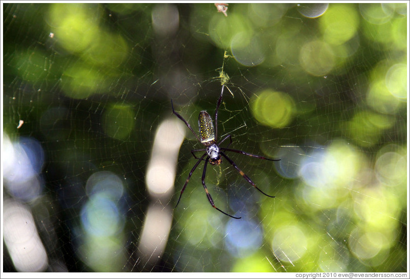 Large spider hanging above the trail, Sendero Macuco.