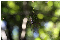 Large spider hanging above the trail, Sendero Macuco.