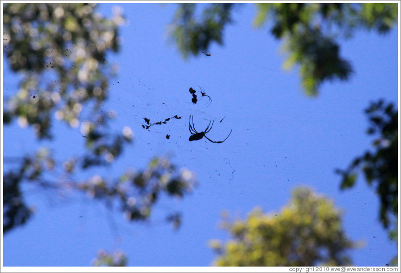 Large spider hanging above the trail, Sendero Macuco.