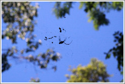 Large spider hanging above the trail, Sendero Macuco.