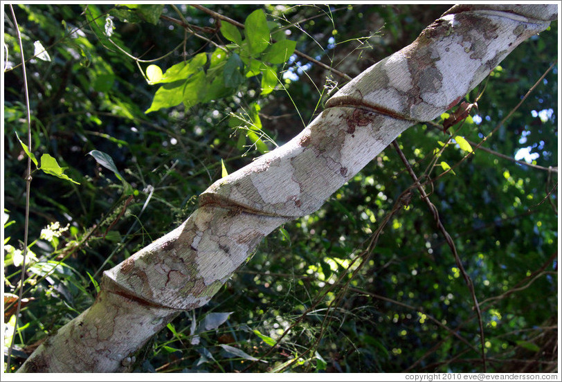 Tree with spiral indentations, Sendero Macuco.