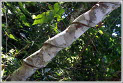 Tree with spiral indentations, Sendero Macuco.