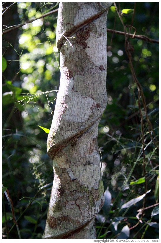 Tree with spiral indentations, Sendero Macuco.