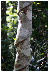 Tree with spiral indentations, Sendero Macuco.