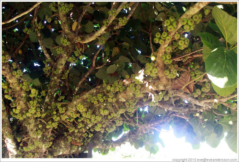 Tree with green fruit.