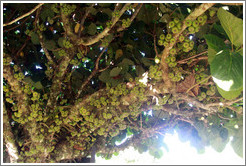 Tree with green fruit.