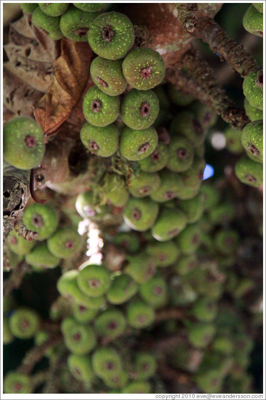 Tree with green fruit.