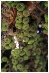 Tree with green fruit.