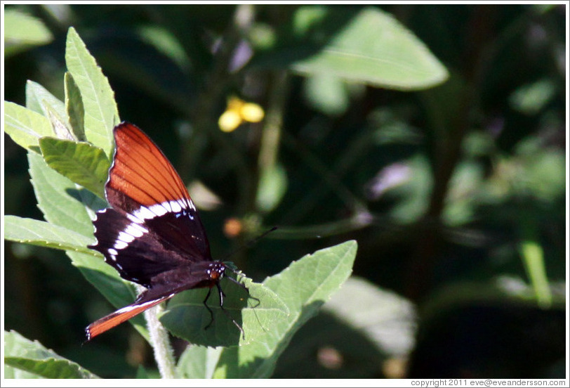 Black, white and brown butterfly.