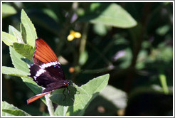 Black, white and brown butterfly.