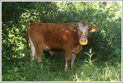 Cow with yellow nose ring.