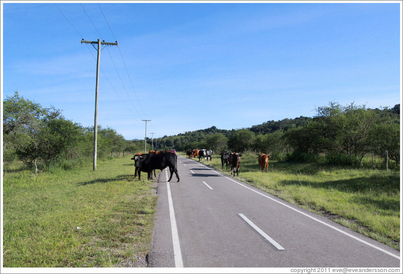 Cows crossing the road.