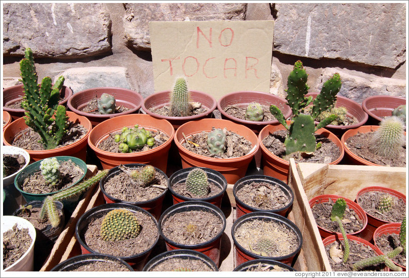 Cacti for sale.  Sign says "NO TOCAR" ("DON'T TOUCH").