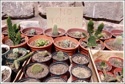 Cacti for sale.  Sign says "NO TOCAR" ("DON'T TOUCH").