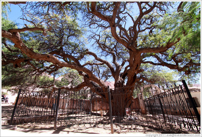 Carob Tree (Algarrobo), Iglesia de Santa Rosa de Lima.