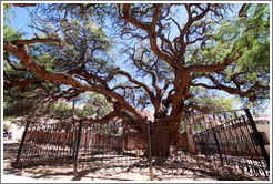 Carob Tree (Algarrobo), Iglesia de Santa Rosa de Lima.