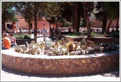 Cactus garden, Plaza Principal.