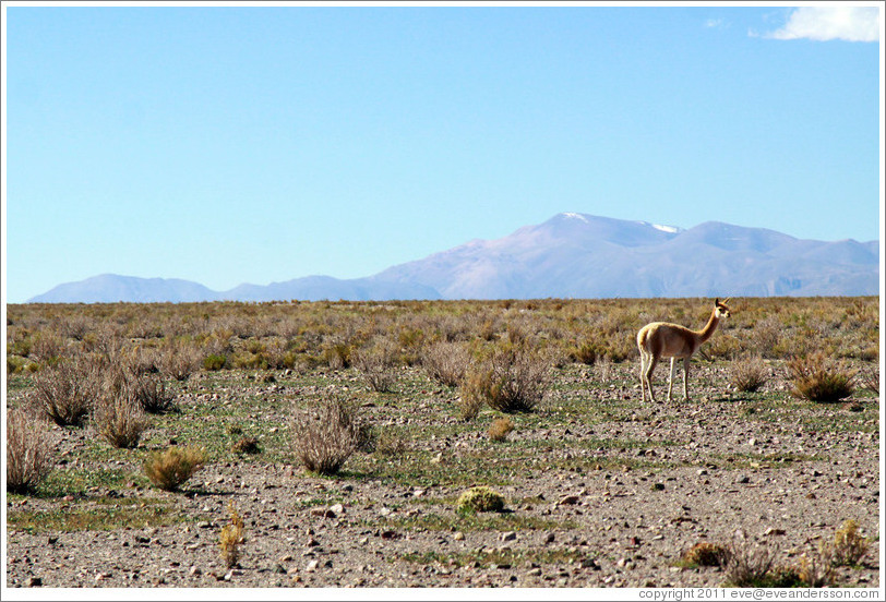 Alpaca at the side of Ruta Nacional 40.