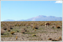 Alpaca at the side of Ruta Nacional 40.