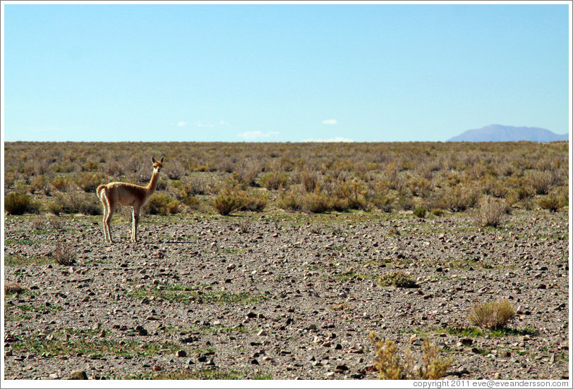 Alpaca at the side of Ruta Nacional 40.