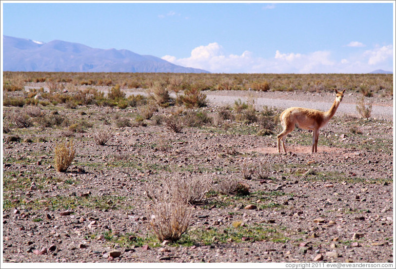 Alpaca at the side of Ruta Nacional 40.