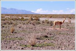 Alpaca at the side of Ruta Nacional 40.