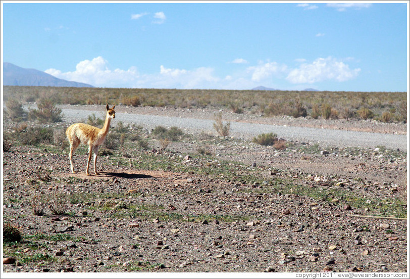 Alpaca at the side of Ruta Nacional 40.