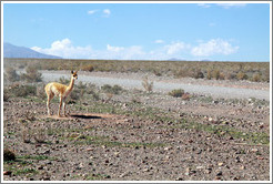 Alpaca at the side of Ruta Nacional 40.