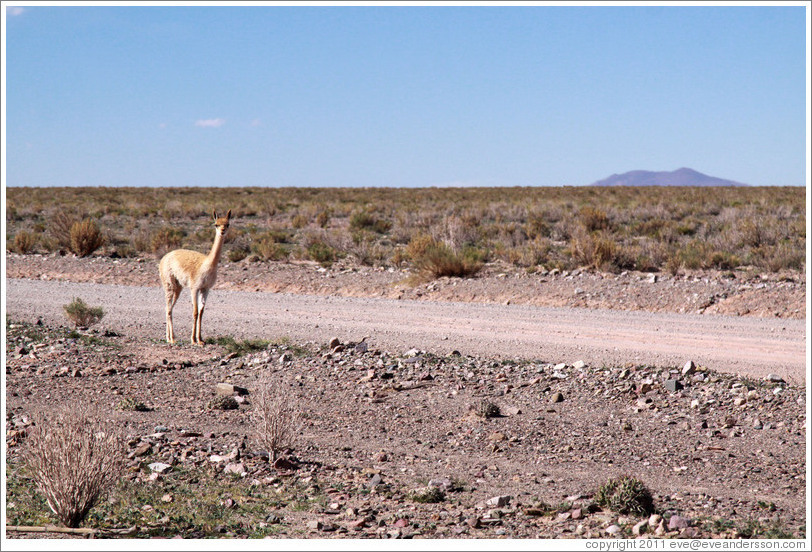 Alpaca at the side of Ruta Nacional 40.