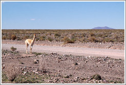 Alpaca at the side of Ruta Nacional 40.