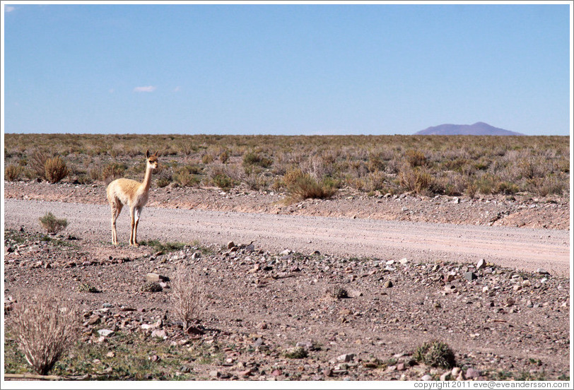 Alpaca at the side of Ruta Nacional 40.