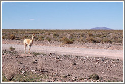 Alpaca at the side of Ruta Nacional 40.