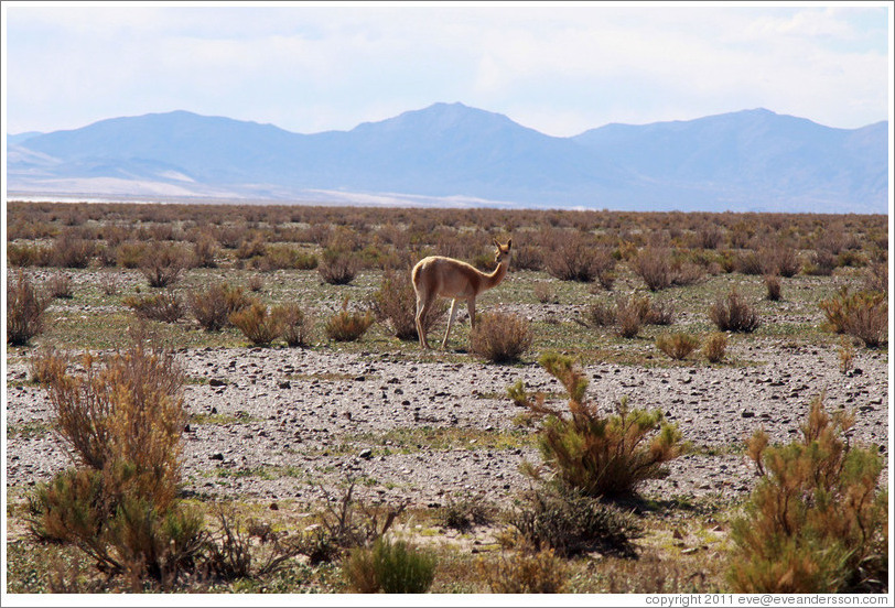 Alpaca at the side of Ruta Nacional 40.