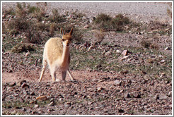 Alpaca in the process of sitting down at the side of Ruta Nacional 40.